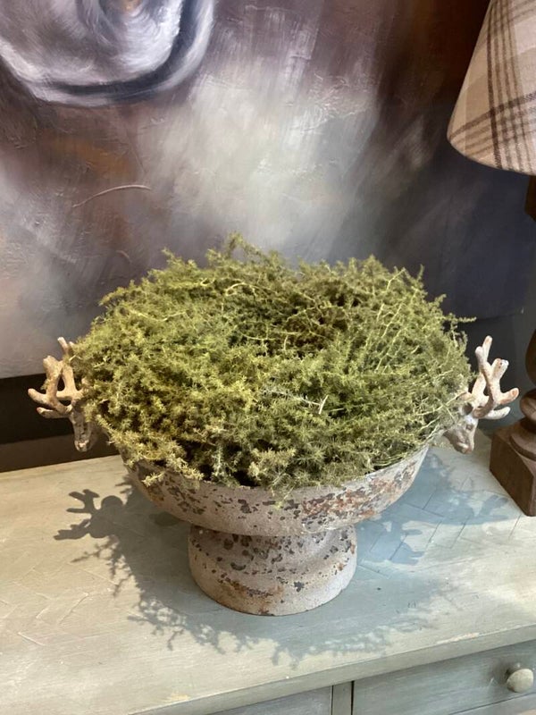 Asparagus krans