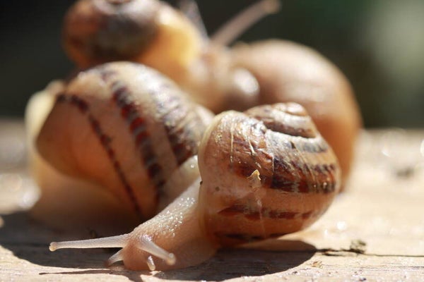 10 Stück Futterschnecken (ca. 1 cm) – Perfekt für kleine Reptilien