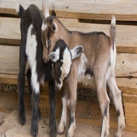 nigerian-goat-baby-768x401-standard.jpg