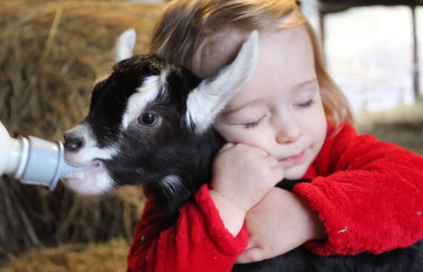 Baby Goat Cuddling (Copy)
