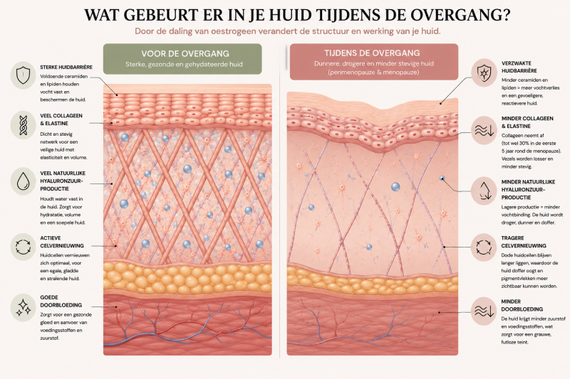 Illustratie van de huid vóór en tijdens de overgang met veranderingen in collageen, hydratatie en huidbarrière.
