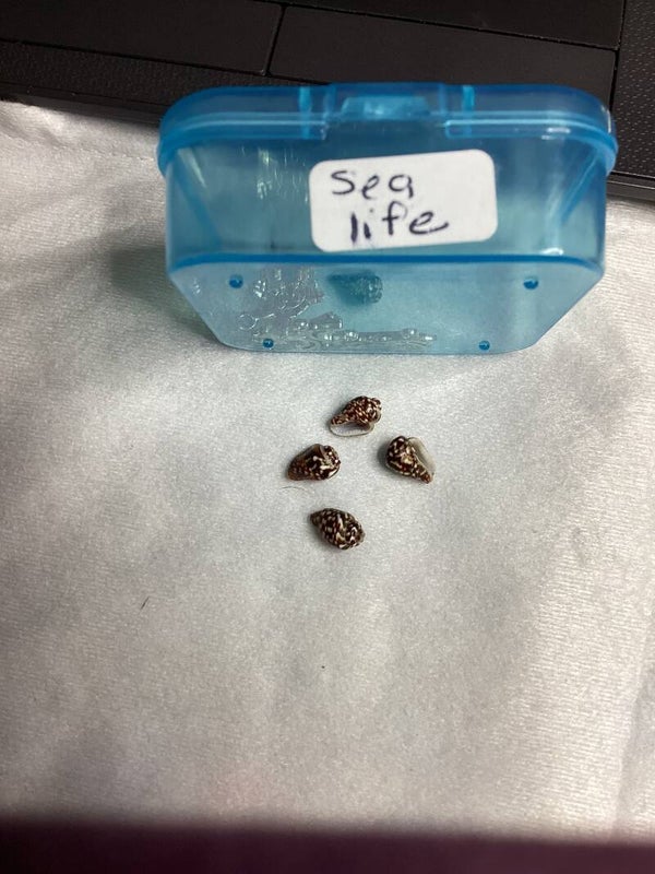 Sea life 3 shells