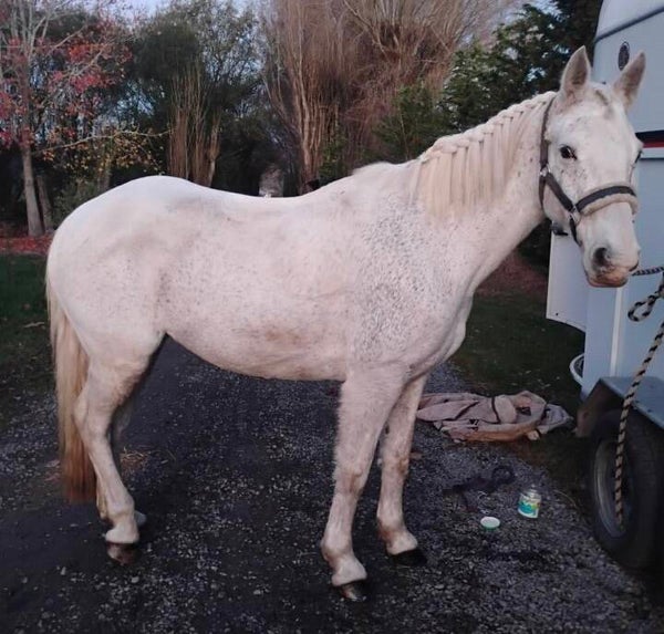 Custom Offer // horselvr2011
