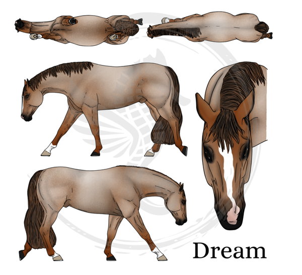 PO // Dream (wild mane) - Red Roan