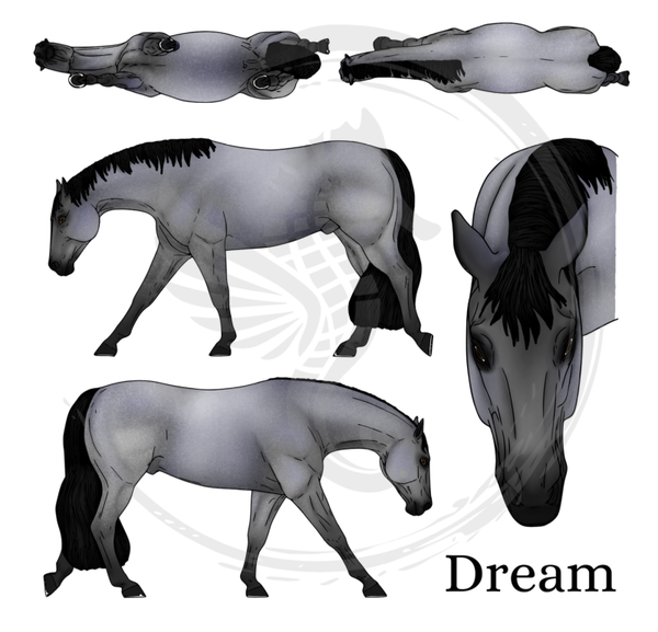 PO // Dream (wild mane) - Blue Roan