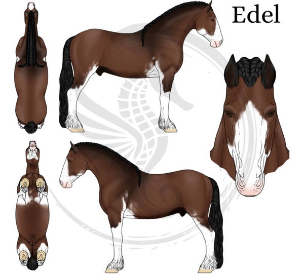Edel - Black (Clydesdale)