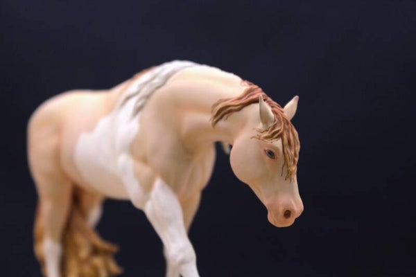 Dream - Tobiano Champagne