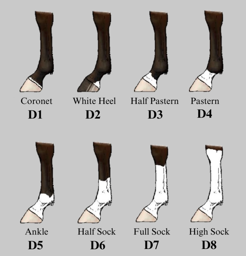 leg-markings-standard.png