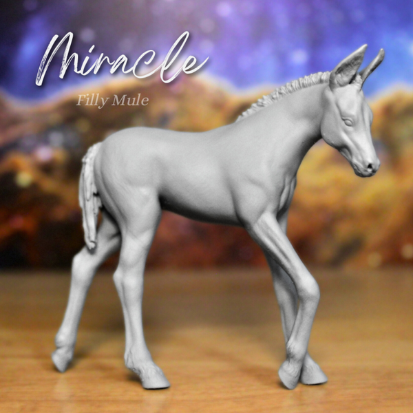 Miracle - Mule Filly