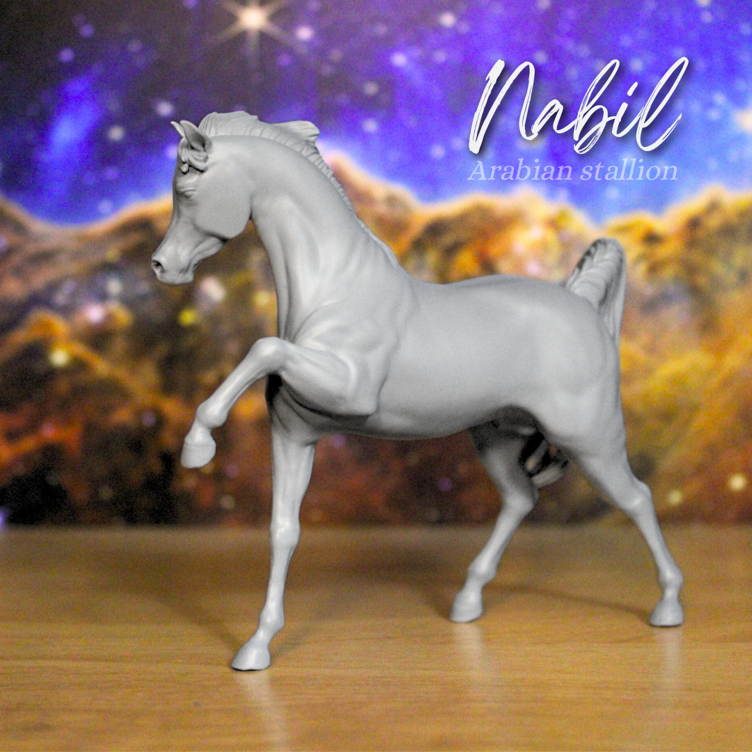 Nabil - Arabian Stallion