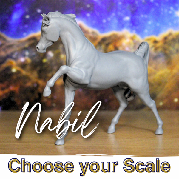 Nabil - Arabian Stallion
