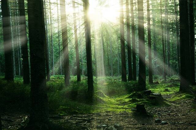 Sonnenstrahlen fallen durch einen grünen Wald – Symbol für Hoffnung, Sicherheit und Heilung nach traumatischen Erfahrungen.