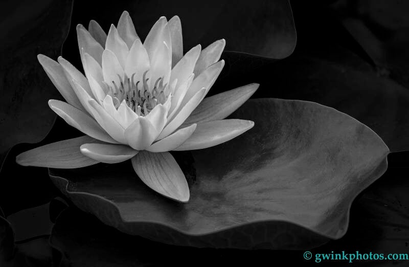 9f5a0043-lily-and-pad-standard.jpg