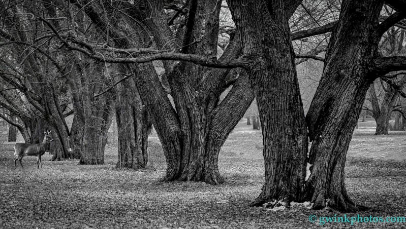_5230320-tree-row-standard.jpg