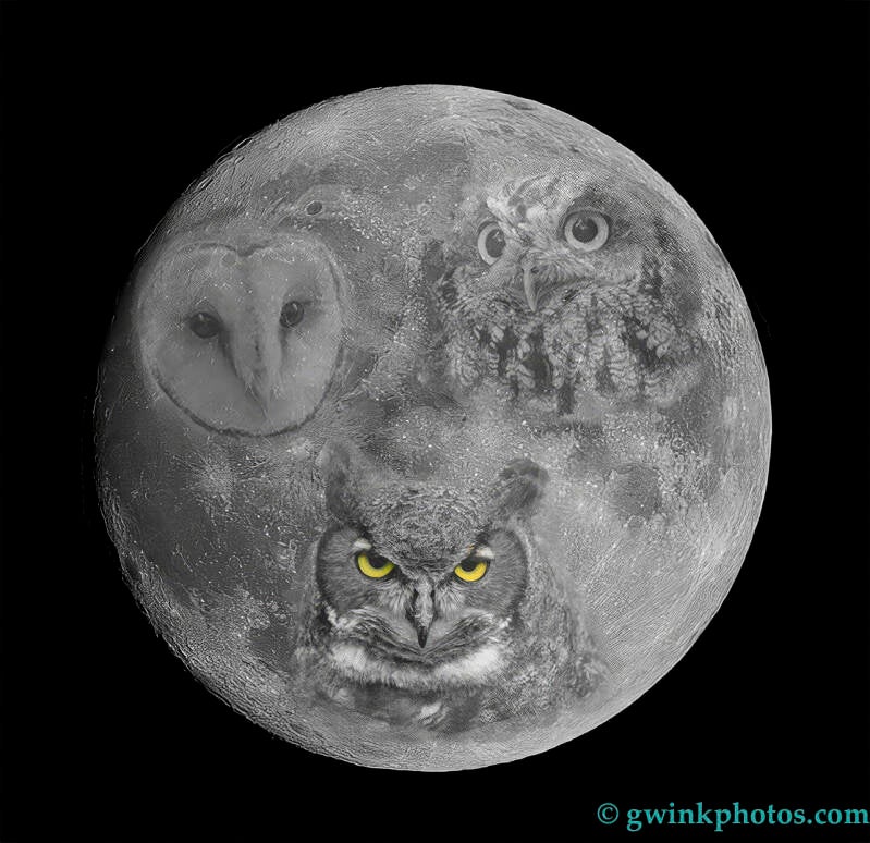 _5gw0636-owl-3-moon-standard.jpg