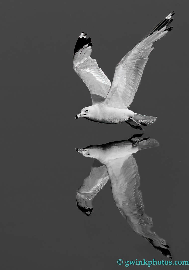 _5gw1405-reflection-gull-standard.jpg