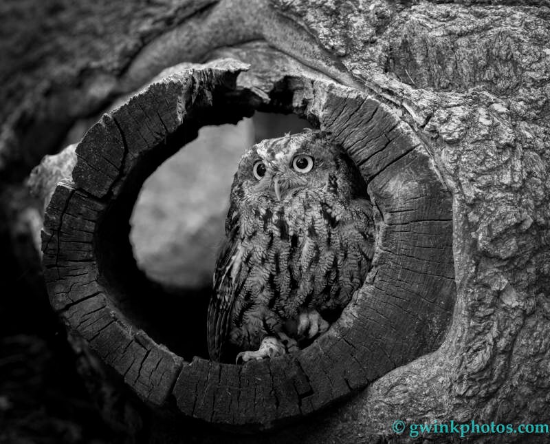 _5gw3928-screech-owl-standard.jpg
