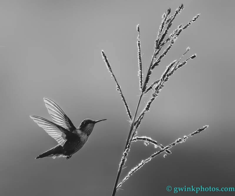 _5ii1937-wild-grass-hummer-standard.jpg