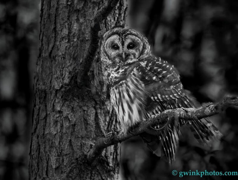 _5ii5460-barred-owl-b-w-standard.jpg
