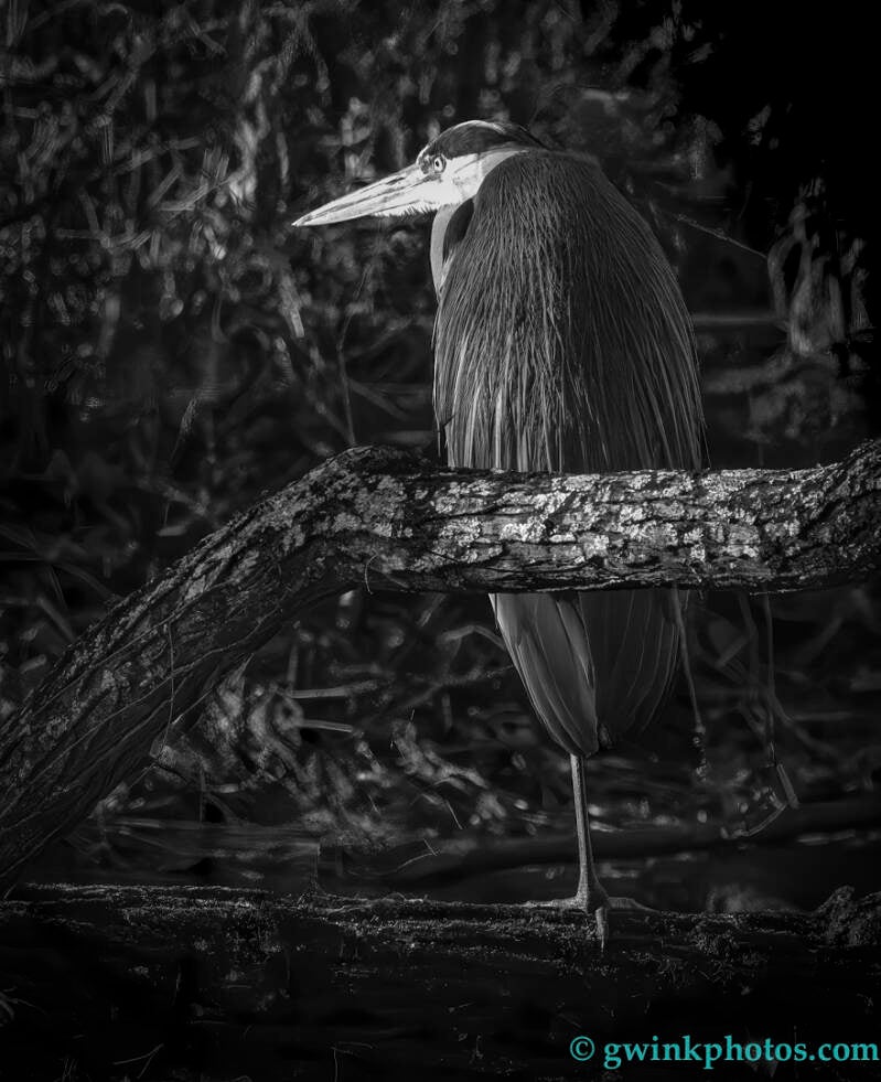 _5ii5634-blue-heron-b-w-standard.jpg