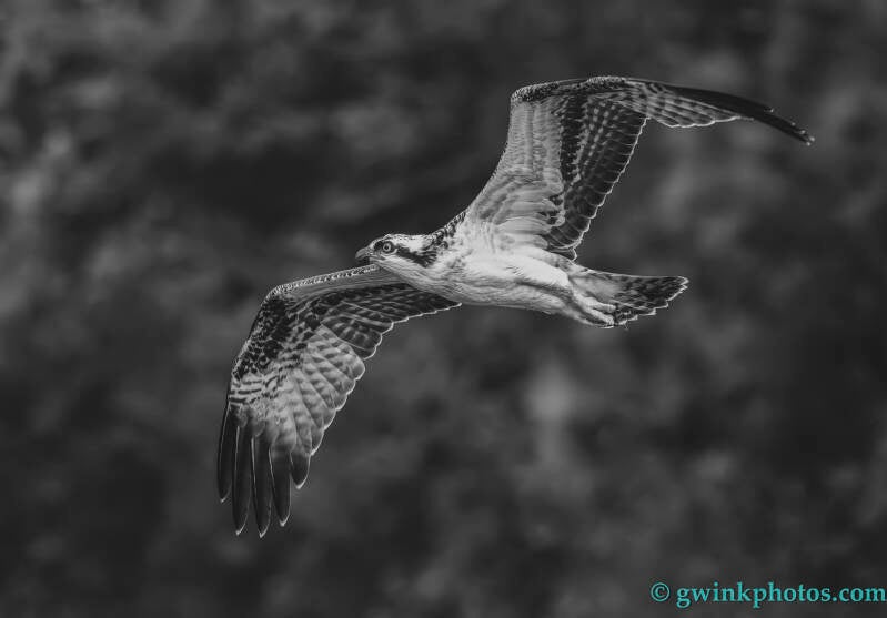 _5ii6256-osprey-b-w-standard.jpg