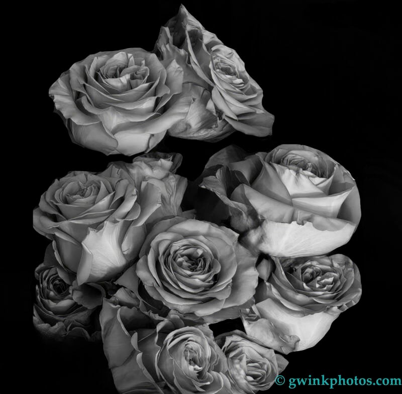 _c9a7500-b-w-roses-standard.jpg