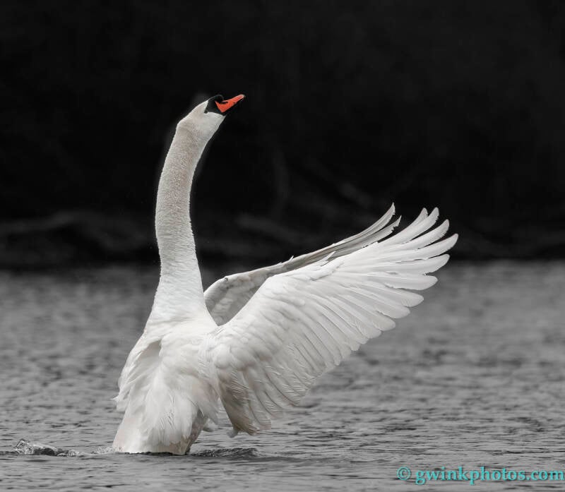 _wr51026-swan-applaud-standard.jpg