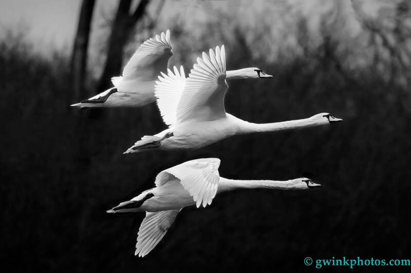 _wr51302-three-swan-a-flight-standard.jpg
