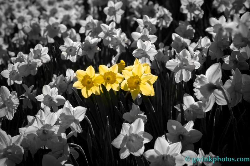 _wr52408-b-w-3-yellow-standard.jpg