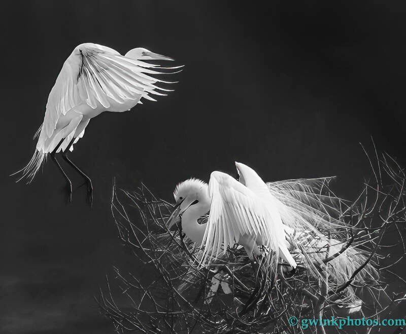 _wr54703-egret-nest-landing-standard.jpg