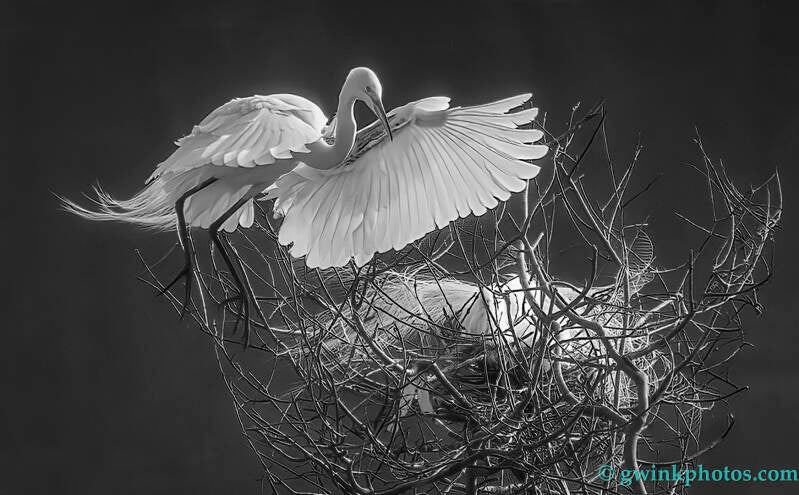 _wr54759-egret-on-nest-standard.jpg