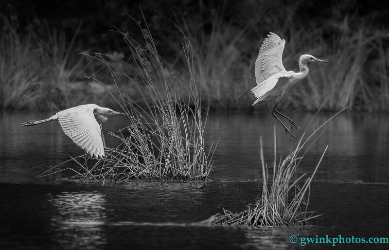 dc9a0692-egret-pond-landing-b-w-standard.jpg
