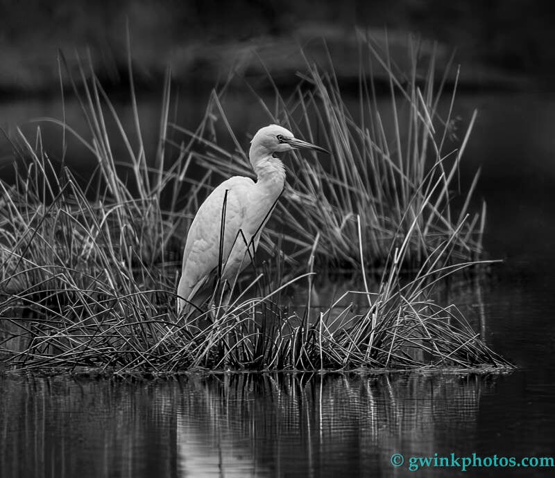 dc9a0737-b-w-egret-standard.jpg