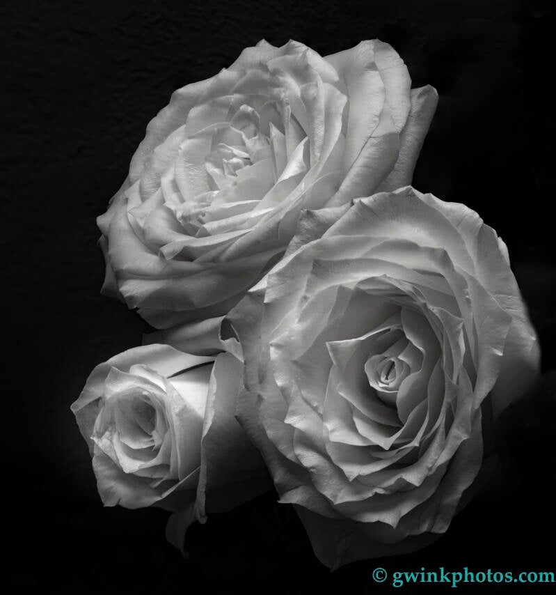 dc9a2585-rose-trio-b-w-standard.jpg