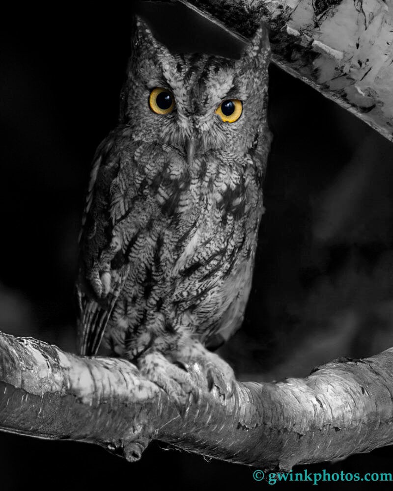 gm4_0558-screech-owl-eyes-standard.jpg
