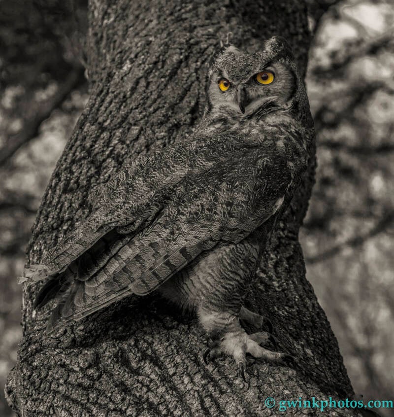 gm4_3013-horned-owl-eyes-standard.jpg