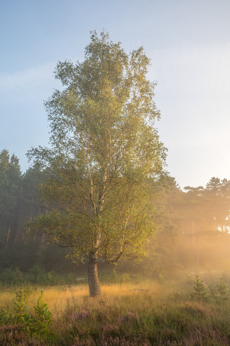 Landschapsfoto van een berk tijdens de zonsopkomst van John van de Gazelle. Een prachtige schilderachtige landschapsfoto van een berk in het gouden licht van de opkomende zon. Laat  je muren spreken met een prachtig verhaal vertellend landschapskunstwerk