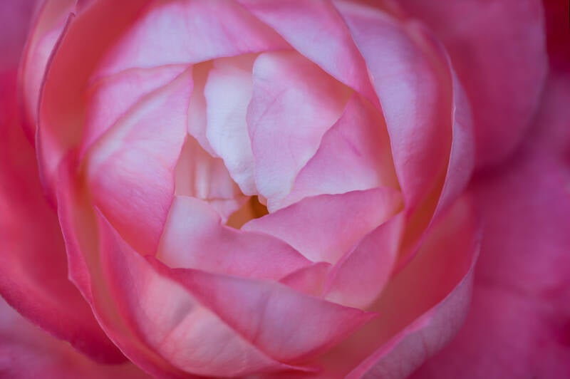 Rosa Nostalgia Abstract. Laat  je muren spreken met een prachtig verhaal vertellend modern kunstwerk van John van de Gazelle. Want, één beeld zegt meer dan duizend woorden.