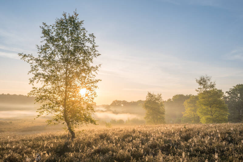Sfeervolle mistige zonsopkomst op de heide. Laat je muren spreken met een prachtig verhaal vertellend landschapskunstwerk van John van de Gazelle. Want, één beeld zegt meer dan duizend woorden.