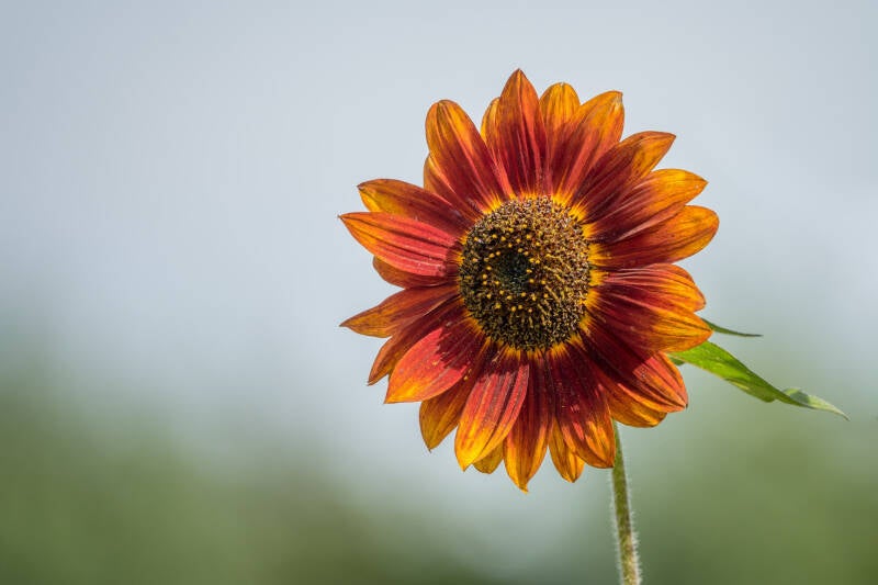 Zonnebloem Avondzon met zacht bokeh. Laat  je muren spreken met een prachtig verhaal vertellend modern kunstwerk van John van de Gazelle. Want, één beeld zegt meer dan duizend woorden.