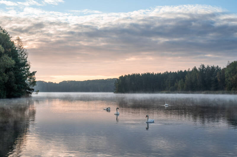 Mistige zonsopkomst aan het water met zwanen. Laat je muren spreken met een prachtig verhaal vertellend landschapskunstwerk van John van de Gazelle. Want, één beeld zegt meer dan duizend woorden.