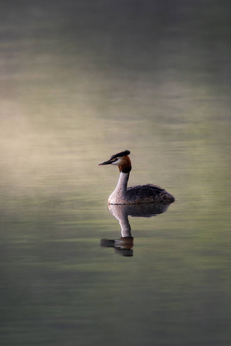 Dierenportret van een fuut in de mist. Laat je muren spreken met een prachtig verhaal vertellend modern fotografie kunstwerk van John van de Gazelle. Want, één beeld zegt meer dan duizend woorden.