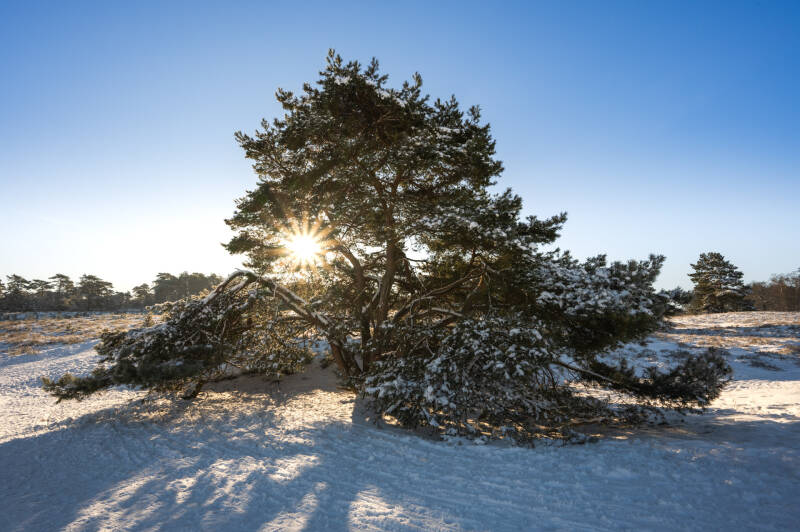 Landschapsfoto van een grove den in de winter tijdens de zonsopkomst. Laat je muren spreken met een prachtig verhaal vertellend landschapskunstwerk van John van de Gazelle. Want, één beeld zegt meer dan duizend woorden.