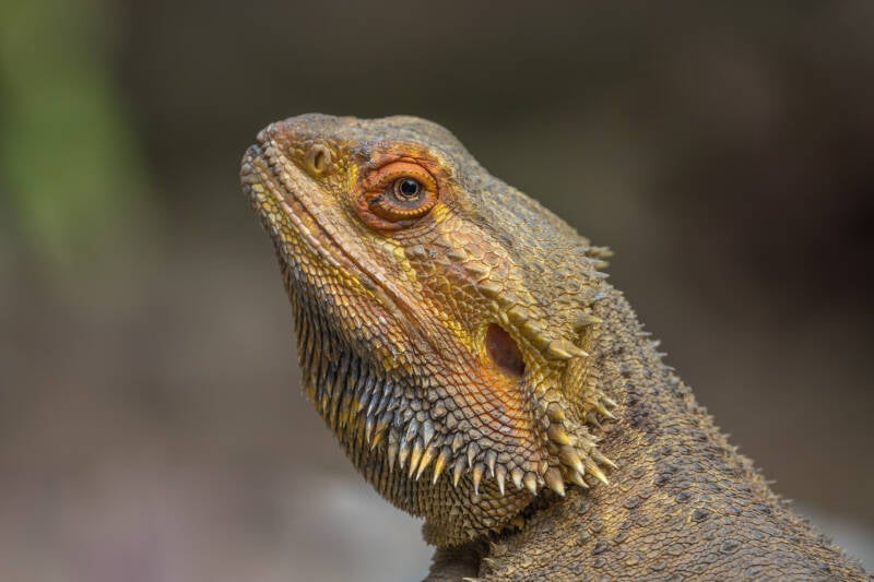 Portret van een Baardagame. Laat je muren spreken met een prachtig verhaal vertellend modern kunstwerk van John van de Gazelle. Want, één beeld zegt meer dan duizend woorden.