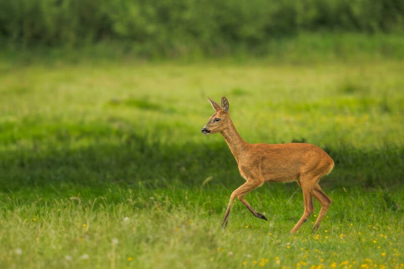 Reegeit op een weiland. Laat je muren spreken met een prachtig verhaal vertellend modern fotografie kunstwerk van John van de Gazelle. Want, één beeld zegt meer dan duizend woorden.