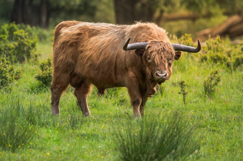 Schotse hooglander tijdens de zonsopkomst. Laat je muren spreken met een prachtig verhaal vertellend modern fotografie kunstwerk van John van de Gazelle. Want, één beeld zegt meer dan duizend woorden.