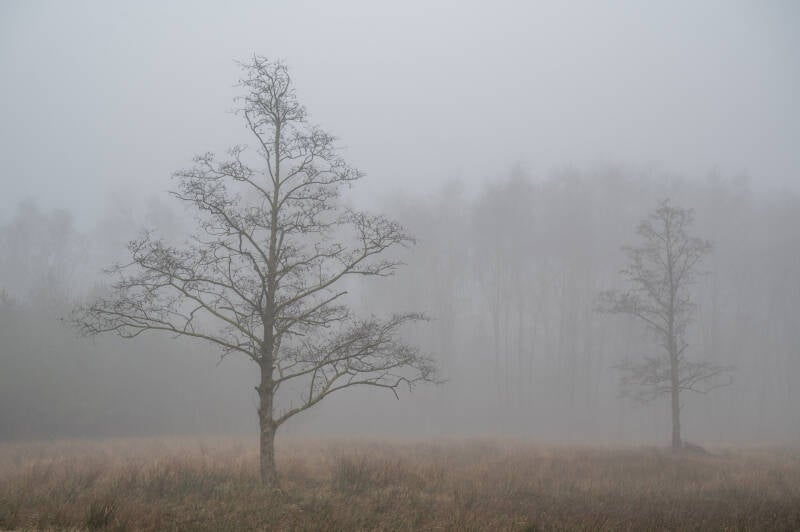 Fine Art landschap van bomen in de mist. Laat je muren spreken met een prachtig verhaal vertellend landschapskunstwerk van John van de Gazelle. Want, één beeld zegt meer dan duizend woorden.