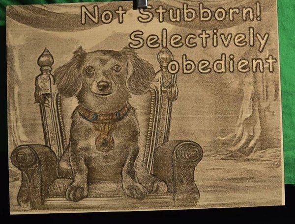 Not Stubborn Dachshund. (#48)