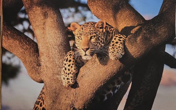 Leopard in a tree (#92)