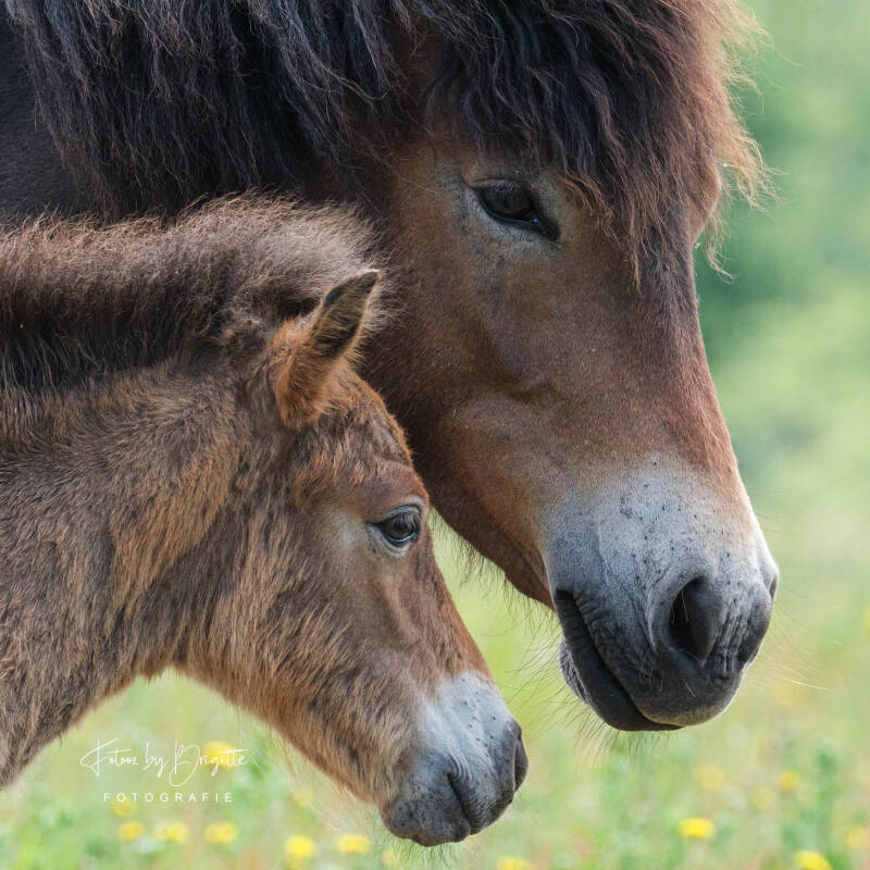 paarden-portret-dieren-fotografie-meierijstad-standard.jpg